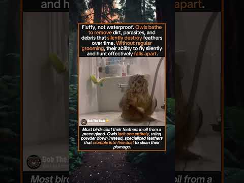 Owls Are Secretly Very Into Personal Hygiene