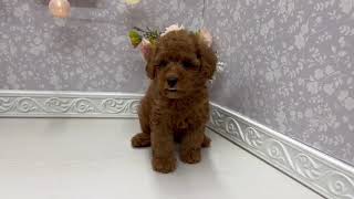 トイプードルの動画01