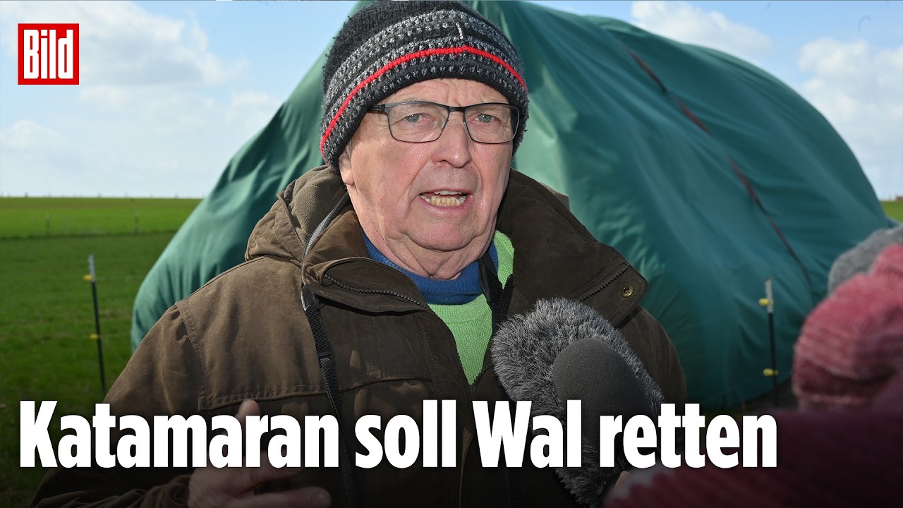 Timmy: Minister Backhaus prüft riskanten Transport, um Wal lebend zu bergen