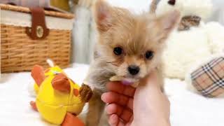 ハーフ犬の動画02