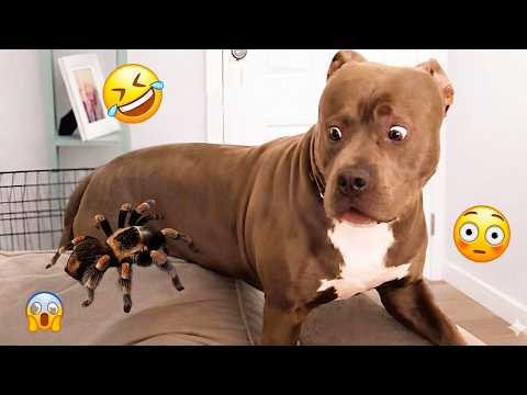 I Wanted a Dog, But God Gave Me a Comedian! 🐶😂| TOP Funny Dog Videos 2026 #10