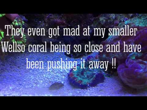 Clownfish Eggs in saltwater aquarium reef tank