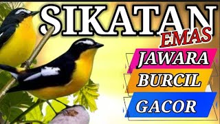 Download lagu BRUSH GOLD. MASTERAN JAWARA. BURCIL. Gacor in the wild mp3 Download lagu BRUSH GOLD. MASTERAN JAWARA. BURCIL. Gacor in the wild mp3