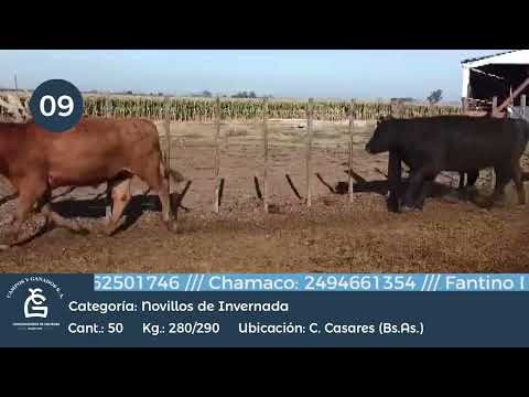 Lote NLL INV - Carlos Casares Bs As