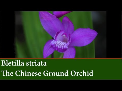 , title : 'How to Divide and Propagate Bletilla striata  -  Chinese Ground Orchid'