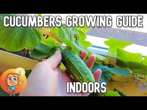 , title : 'Cucumbers Growing Guide - How to Grow Cucumbers Indoors Step by Step (Subtitles)'