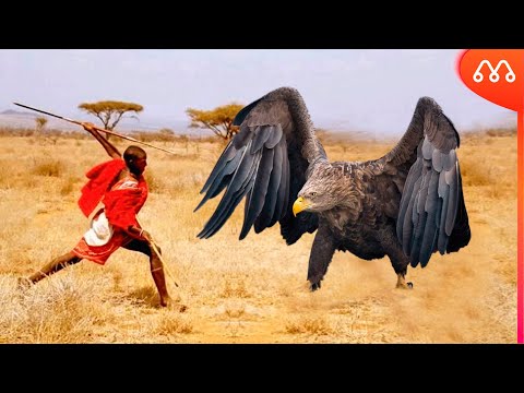 THIS IS THE EAGLE THAT ATTACKS PEOPLE