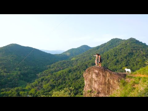 Reforesting the Atlantic Rainforest of Brazil