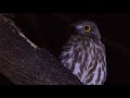 Brown Hawk Owl Call