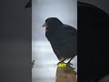 The Genius Intelligence of Crows 🧠🐦 #SmartestBirds #CrowIntelligence #AmazingAnimals