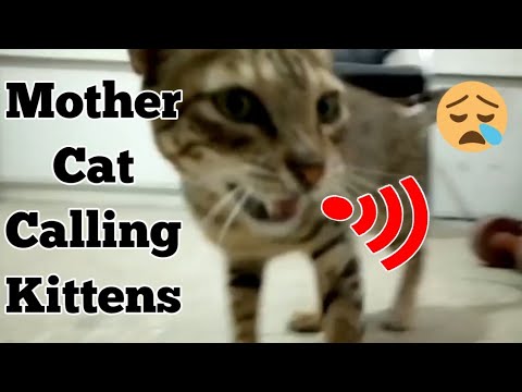 Animal Voice and 3 more