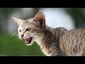 Mother Cat Calling For Her Kittens | Mom Cat Sounds | Mummy Cat Voice | Mama Cats Meowing Videos