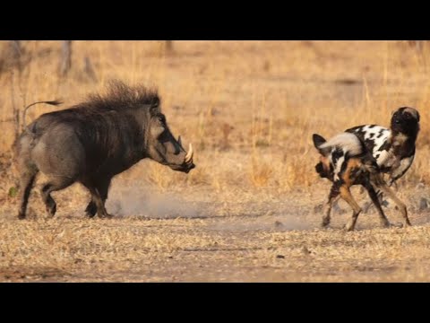 'Mike Tyson' Warthog Fights Off 12 Wild Dogs