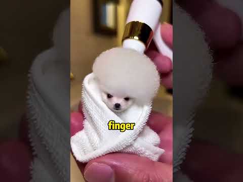 A Puppy's First Bath