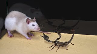 Что будет, если крыса увидит скорпиона? Крыса vs Скорпион!