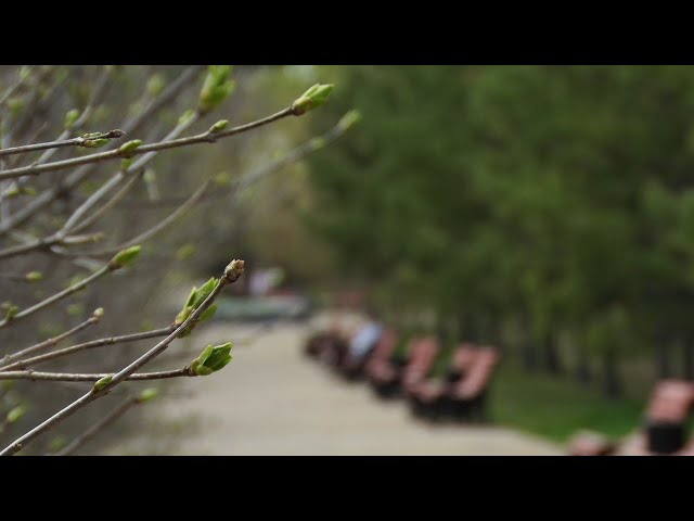 В Иркутской области растёт активность клещей