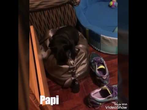 Los verdaderos amores de Leslie Shaw [ Rico y Papi Shaw]