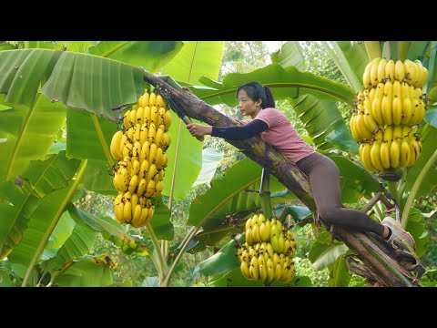 Full Video 30 Days Harvest and Go To Market Sell - Fruits, vegetables, animals