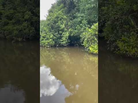 Tarde de pesca en el Río cunumia en puerto Lleras Meta 👌🎣🎣