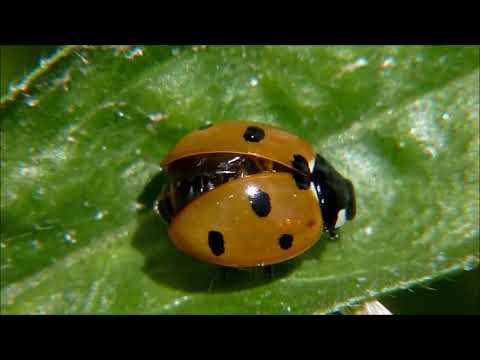 All About Insects for Children  Bees, Butterflies, Ladybugs, Ants and Flies for Kids   FreeSchool