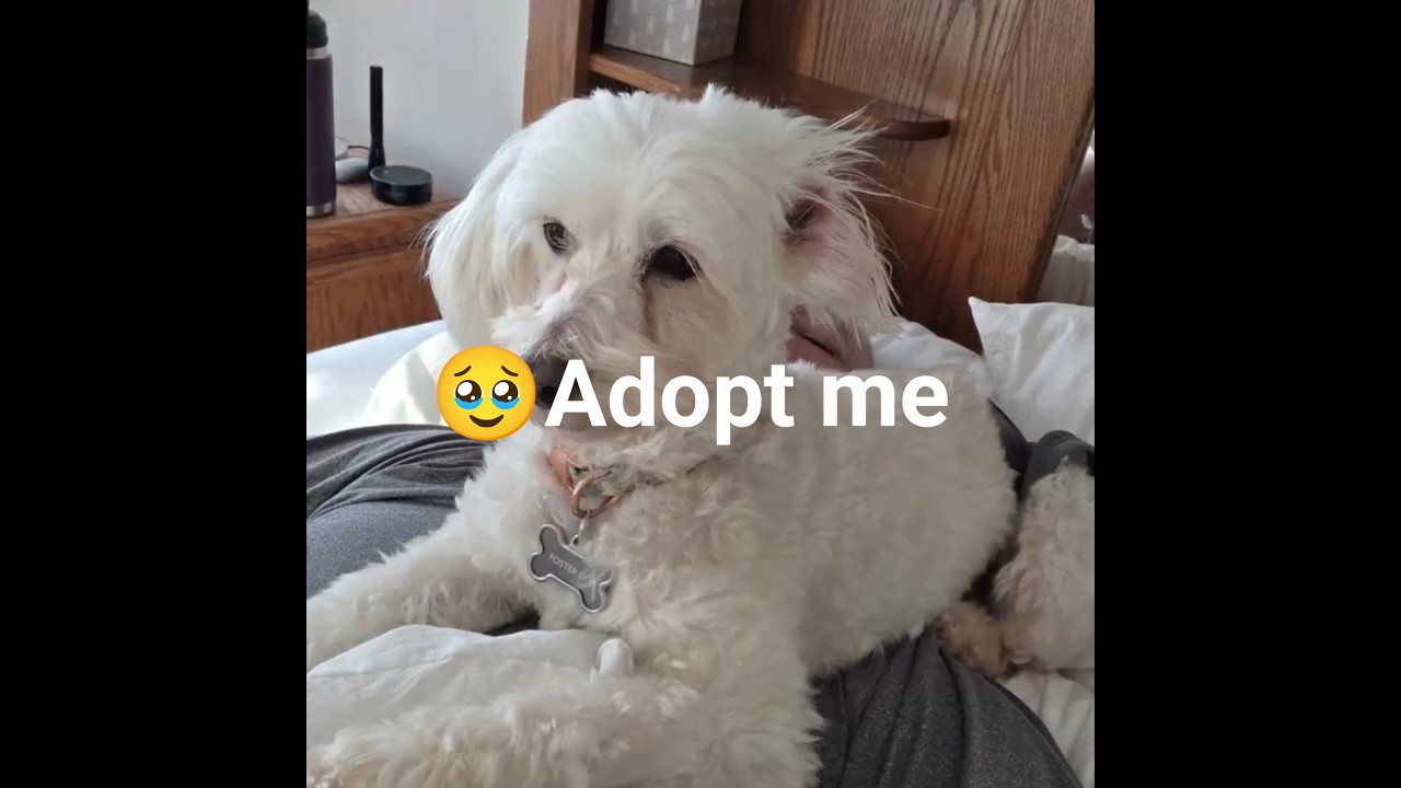 Enlarge Bella - Home Visit in Process, an adopted Maltipoo in Hartland, WI video 6/6