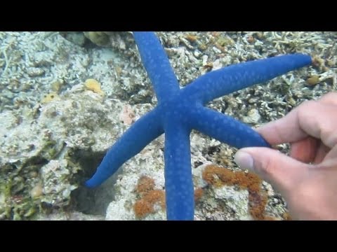 Apo Reef Snorkeling Adventure and Something Amazing