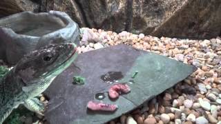 Jeweled Lacerta Eating Rabbit Fetus