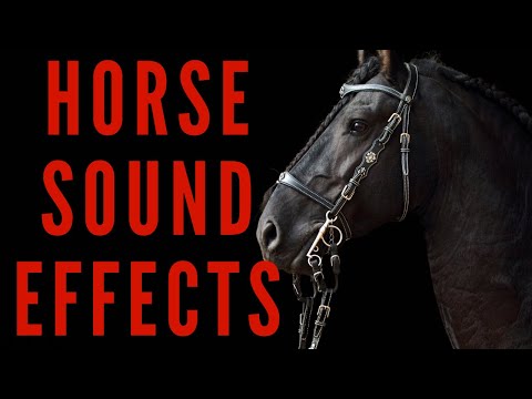 HORSE SOUND EFFECTS - Neighing Horses