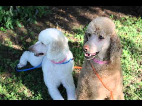 Sonia Louise, an adopted Standard Poodle in Houston, TX_image-1