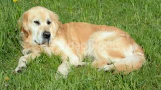 GOLDEN RETRIEVER DOG LYING RESTLESSLY ON THE GREEN GRASS UNDER SUMMER SUNLIGHT AND LOOKING AROUND H