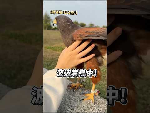 鷹寶波波怎麼摸都可以？媽媽限定 | 波氏家族 popofamily