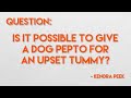 Pepto Bismol For Dogs