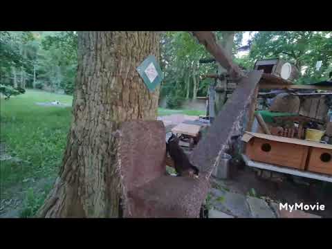 PÓŹNA KOLACJA - dla kotków po upalnym dniu a na koniec spotkanie Lucka z Yogim : 24.06.2022/20:46