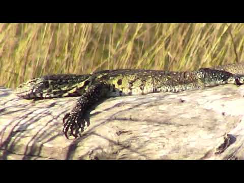 Djuma: Monitor lizard sunbathing -  05/26/18