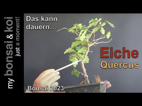 Bonsai 2023-64 - Eiche - Quercus - die kleine Eiche, das kann dauern