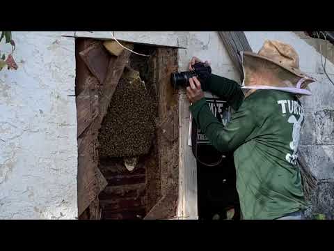 Very old bee hive removal