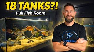 All of My Aquariums & Cichlids! (Massive Fish Room Tour)