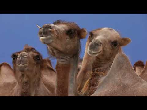 Mountains  Adham Shaikh