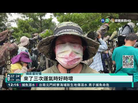 貓頭鷹Baby現身! 廟方拉紅龍"防護"