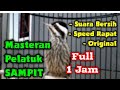 Pelatuk Sampit Gacor Speed Rapat Masteran Pelatuk Beras Full 1 Jam