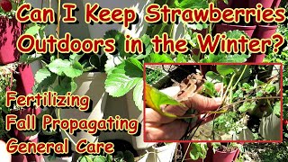 Fall, Winter, and Spring Strawberry Tips & Care: Overwintering, Fertilizing, Propagation & More!