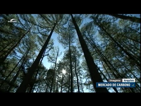 Créditos de carbono protegem o meio ambiente, conclui debate