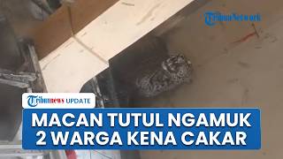 Warga Panik! Macan Tutul Masuk Permukiman di Pacet Bandung, 2 Orang Terluka Dicakar & Digigit