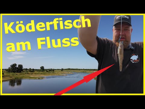 Fishing on the Elbe River: Outsmart eel, zander & catfish with bait fish!