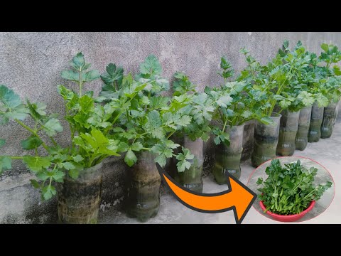 #47 No need for a garden, growing celery at home is very easy and productive