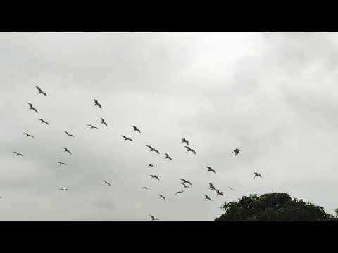 White Egrets Birds landing in our Mango trees. Flocks of white Egrets birds flying.Landing lots of