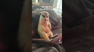 野生の心はどこに？미어캣(meerkat)#shorts