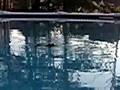 Bat In Swimming Pool