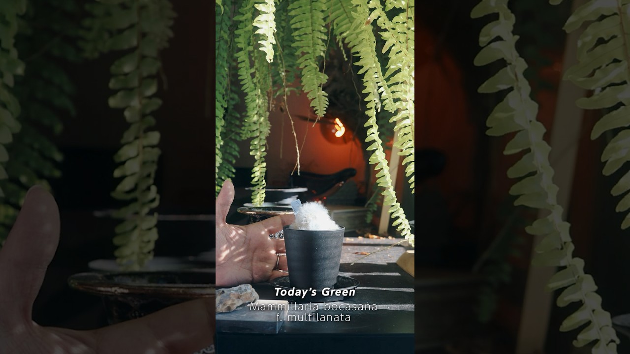 白い綿毛が光をまとい、柔らかく揺れる。マミラリア・ボカサナ・ムルティラナータ｜今日の一鉢#shorts
