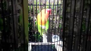 Download lagu Love bird ngekek unik.. mp3 Download lagu Love bird ngekek unik.. mp3